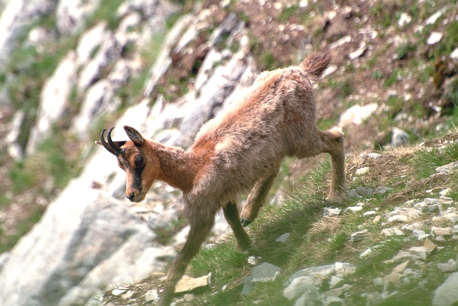 Camoscio d''Abruzzo Rupicapra pyrenaica ornata